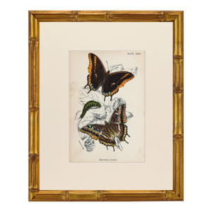 19th Century Antique English Butterfly Print 1897