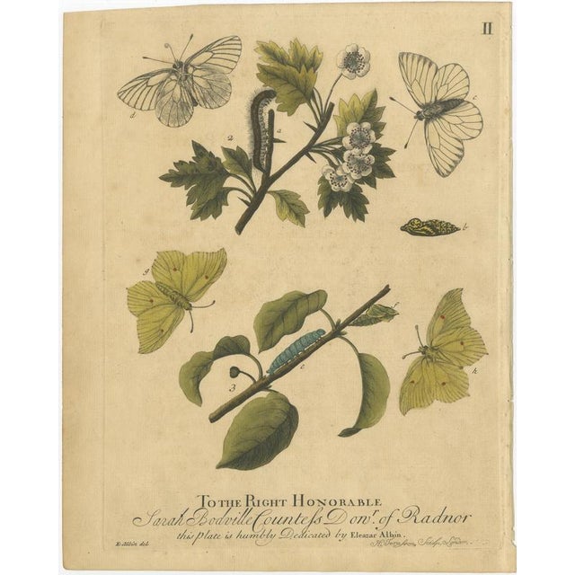Albin, Early English Butterflies: Large White, Peacock & Red Admiral, 1720, Prints, Set of 4 For Sale - Image 3 of 10