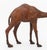 Figurative Standing Camel Leather Covered Sculpture, 20th Century For Sale - Image 3 of 8