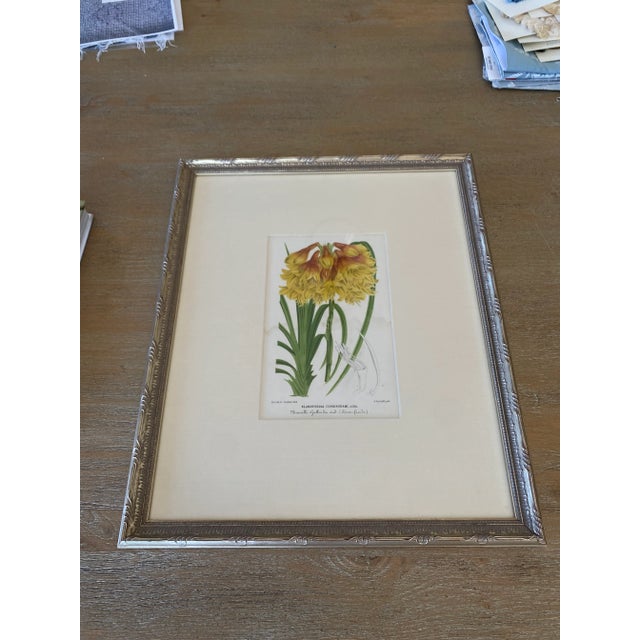 Set of three J. Linden chromolithograph antique flower prints, produced for L'Illustration Horticole in Brussels, Belgium...