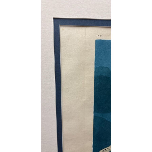 Blue John James Audubon White-Winged Silvery Gull – 1835 Havell Elephant Folio Plate For Sale - Image 8 of 10