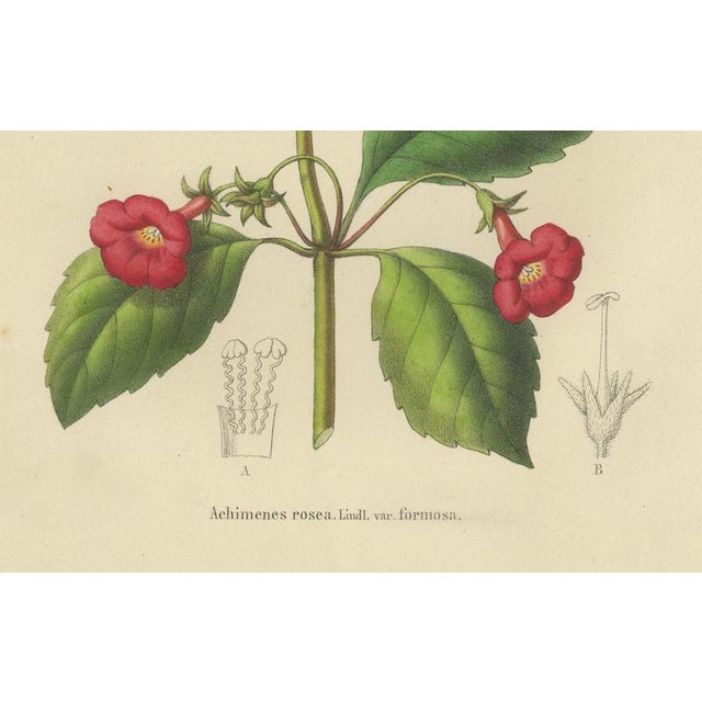 Charles Morren, Red Achimenes Flower Botanical, 1845, Lithograph For Sale - Image 4 of 9