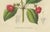 Charles Morren, Red Achimenes Flower Botanical, 1845, Lithograph For Sale - Image 4 of 9