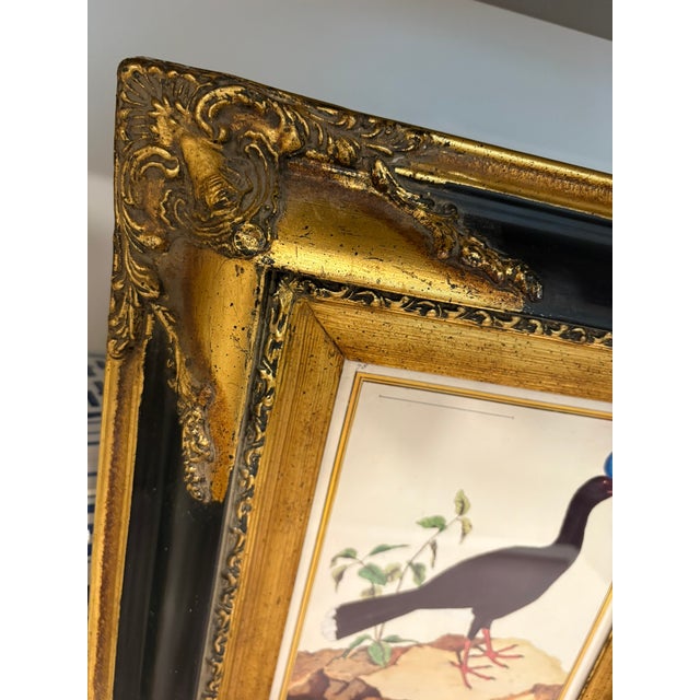 John James Audubon Vintage French Natural History Scientific Bird Reproduction Print Art & Gilded Wood Frame For Sale - Image 4 of 11