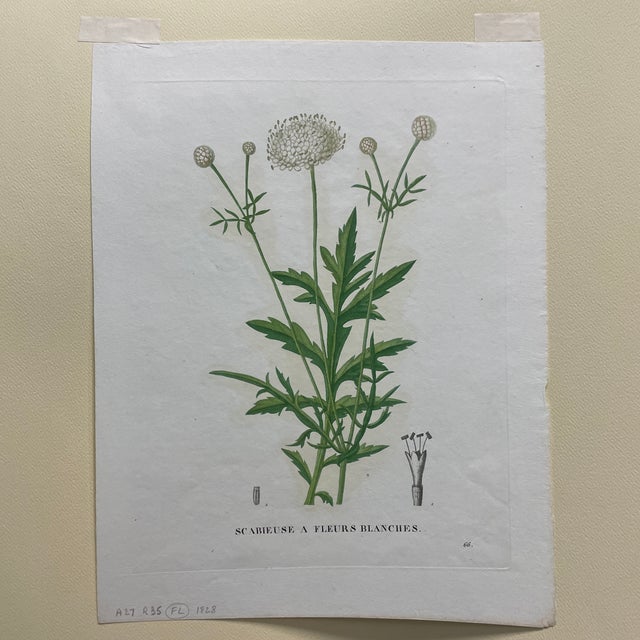 Antique French Handcolored Botanical Engraving For Sale - Image 4 of 4