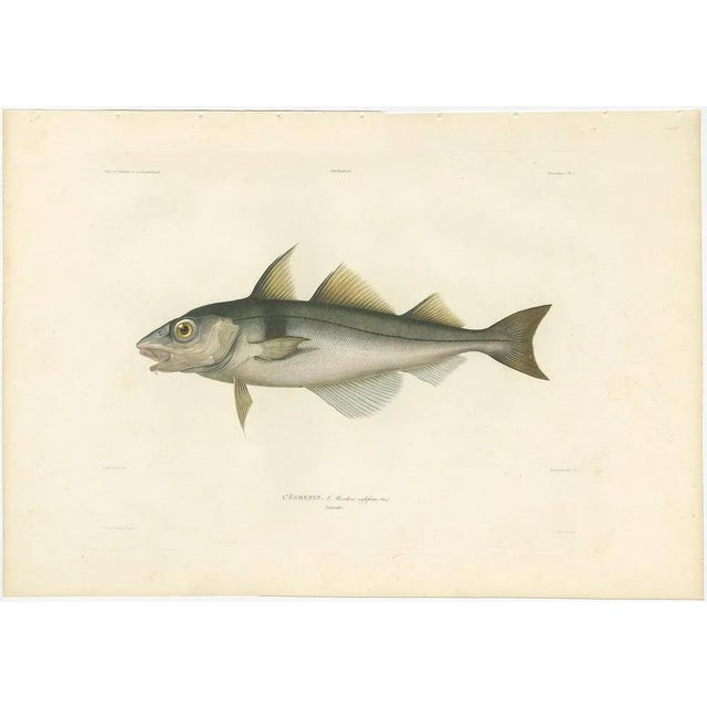 Antique Print of Haddock (Melanogrammus Aeglefinus) – French Arctic Voyage, 1845 This fine hand-colored lithograph...