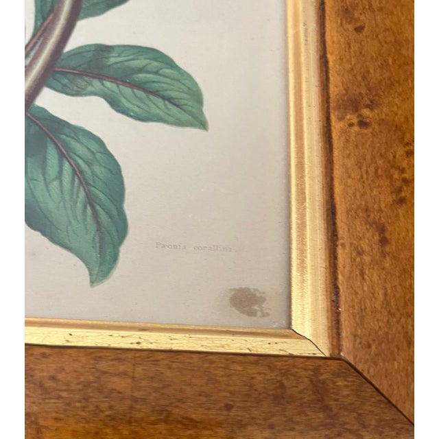 Late 19th Century C1880 Framed English Peony Flower Print by Anne Pratt England For Sale - Image 5 of 9
