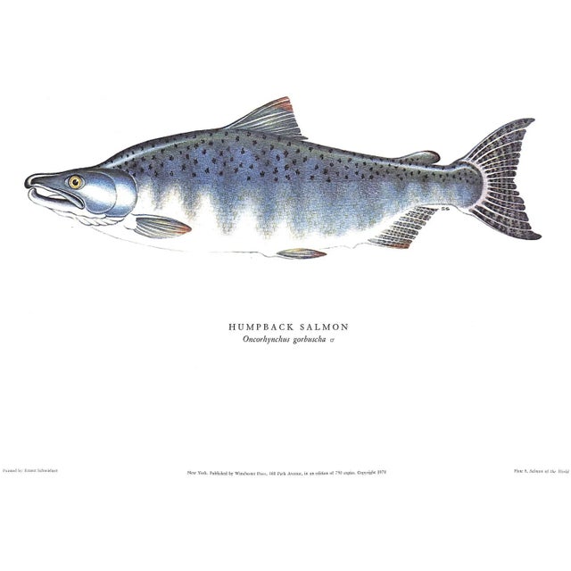 White "Salmon of the World" 1970 Schwiebert, Ernest For Sale - Image 8 of 13