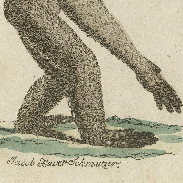 Bertuch, Gibbon and Monkeys, 1805, Print For Sale - Image 4 of 12