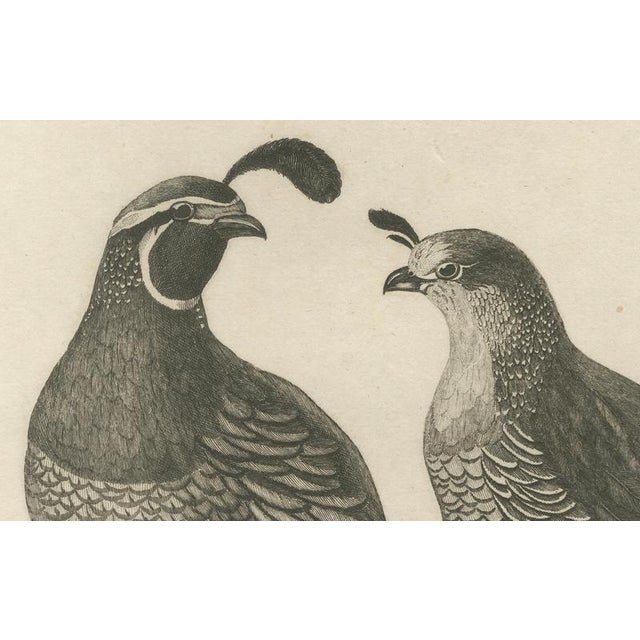 California Quail Pair, 1798, Print For Sale - Image 4 of 10