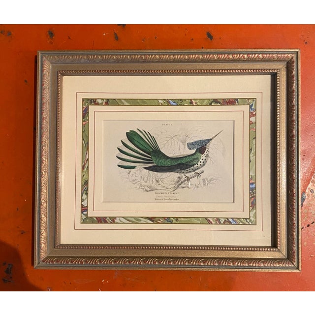 Mid 20th Century Stokes Hummingbird Engraving, Framed For Sale - Image 4 of 7