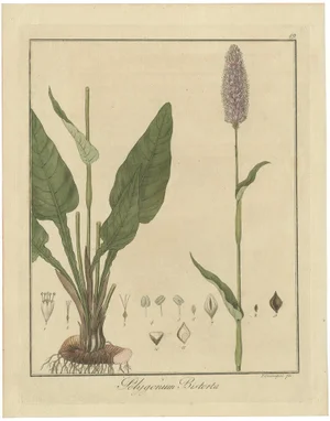 Guimpel, Botanical Study of Persicaria Bistorta or Common Bistort, 1822, Print