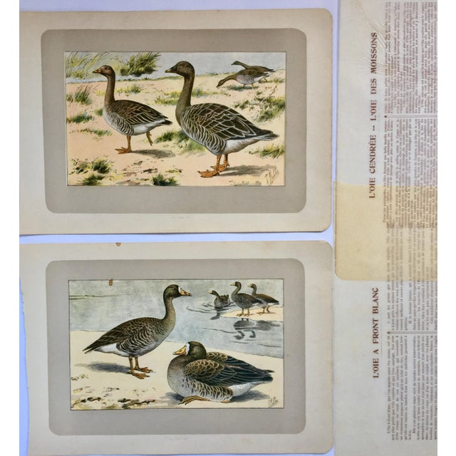 These two handsome photogravure printed pages are illustrated by P. Mahler, a German artist. The subject is White-Fronted...