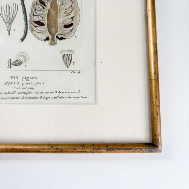 Illustration Antique "Conifères" Framed Botanical Etched Illustration, 1800's French Pine Tree Art For Sale - Image 3 of 14