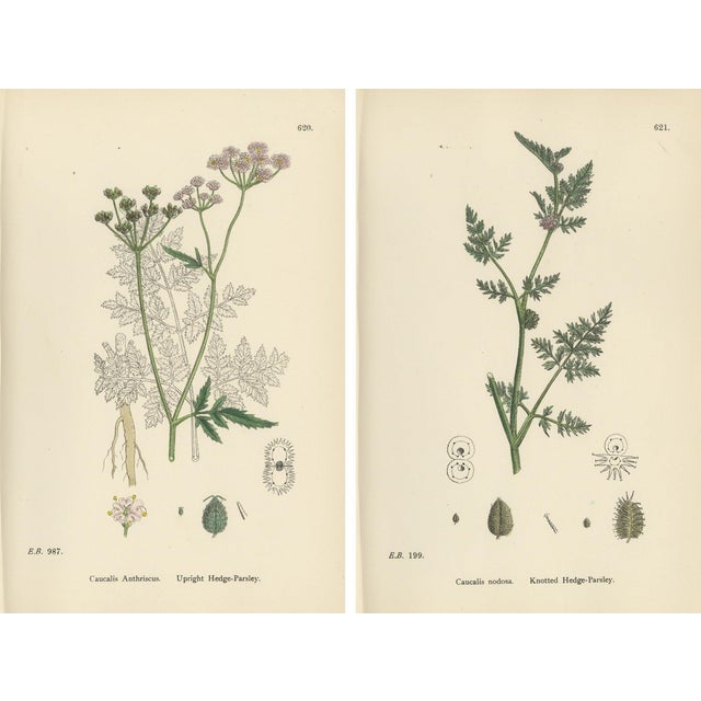 Sowerby, British Hedge-Parsley, Hand-Colored Engravings, 1902, Set of 2 For Sale