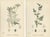 Sowerby, British Hedge-Parsley, Hand-Colored Engravings, 1902, Set of 2 For Sale