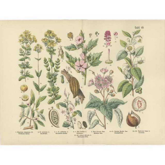 M. Fünfstück, German Wildflower Botanical Plates, 1890s, Chromolithographs, Set of 4 For Sale - Image 5 of 9