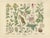 M. Fünfstück, German Wildflower Botanical Plates, 1890s, Chromolithographs, Set of 4 For Sale - Image 5 of 9