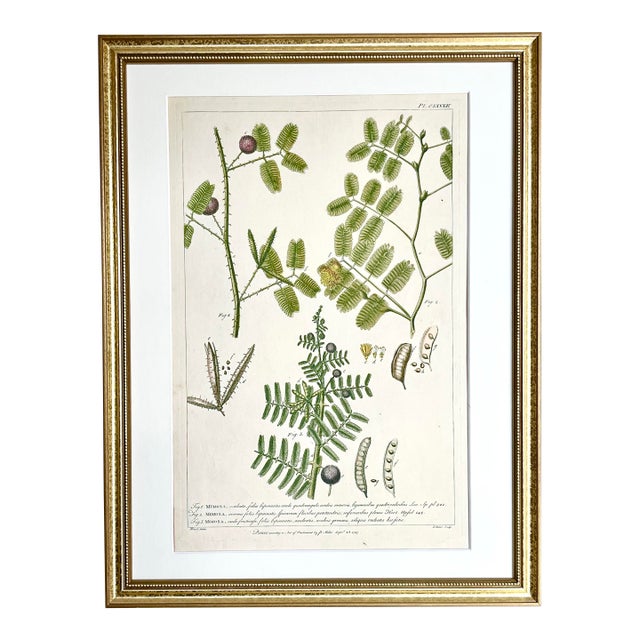 Antique Botanical Print Mimosa Tree by Phillip Miller London 1755. For Sale