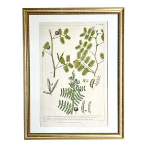 Antique Botanical Print Mimosa Tree by Phillip Miller London 1755.