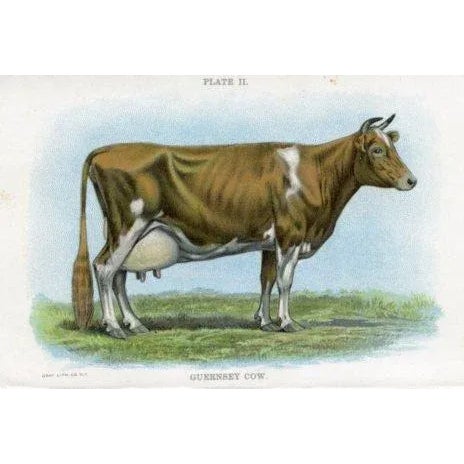 Original lithograph print of the Guernsey Cow. Appeared in an early 1900s folio featuring popular breeds of cows raised on...