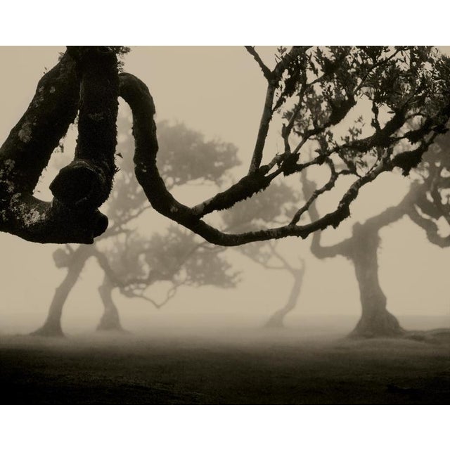 Laurisilva of Madeira No.2 ' 2026 Limited edition of 20 Printed on archival Hahnemühle Photo Rag Baryta paper. Signed both...