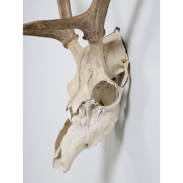 Deer Antler 8-Point Mount From Southern France C1960's For Sale - Image 11 of 12