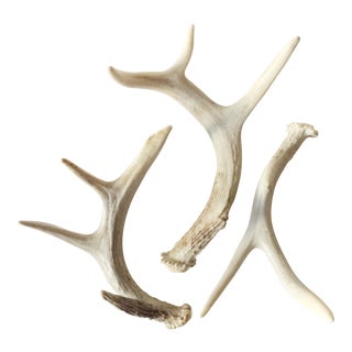 Whitetail Deer Shed Antlers - Set of 3 For Sale