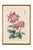 Pink Chrysanthemums, Vintage Japanese Botanical Art Print, 8" X 12" For Sale In Buffalo - Image 6 of 8