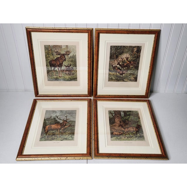 American Late 19th Century Louis Prang Deer Engravings in Burl Wood Style Frames - Set of 4 For Sale - Image 3 of 16