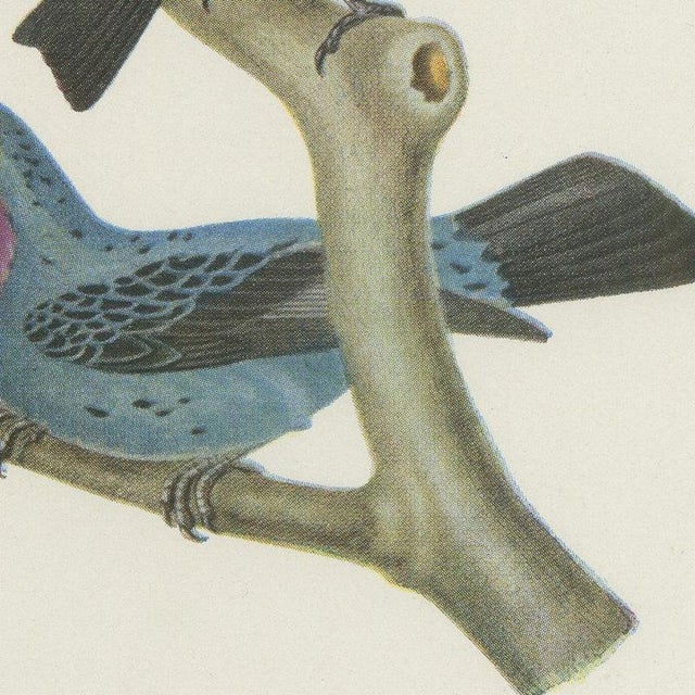 1940s After Descourtilz, Purple-Throated and Other Cotingas, 1944, Paper For Sale - Image 5 of 12