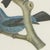 1940s After Descourtilz, Purple-Throated and Other Cotingas, 1944, Paper For Sale - Image 5 of 12
