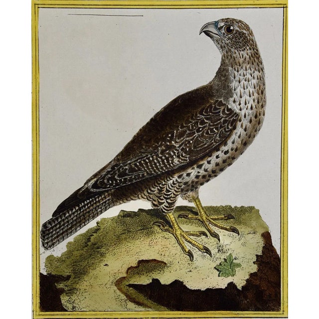 This is a hand-colored engraving of an Icelandic Ger Falcon entitled "Gerfault d''Islande" by Francois Nicolas Martinet,...