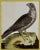 This is a hand-colored engraving of an Icelandic Ger Falcon entitled "Gerfault d''Islande" by Francois Nicolas Martinet,...