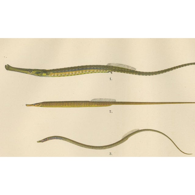 Pipefish and Worm Pipefish, 1895, Paper For Sale - Image 6 of 10