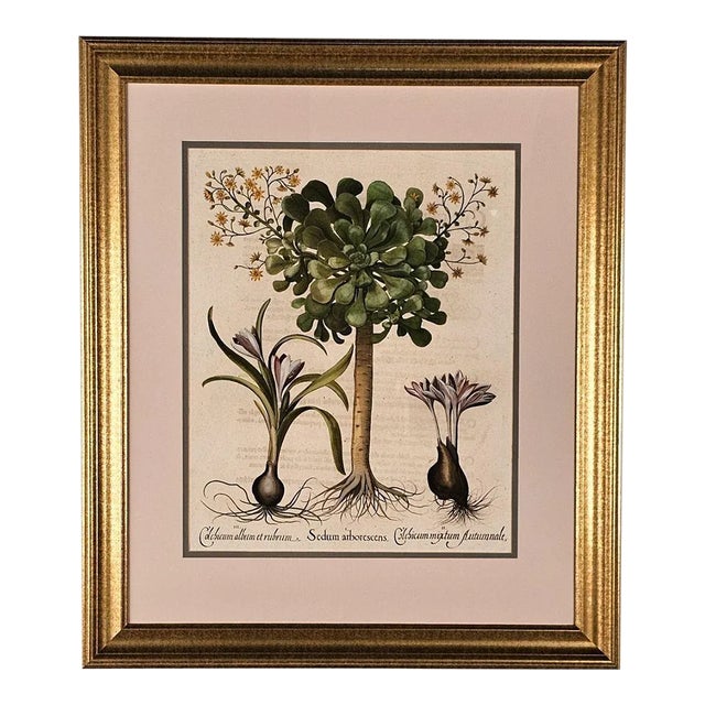 Basilius Besler, Page From "Hortus Eystettensis" (1613) For Sale