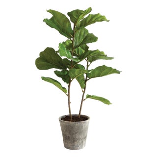 Fiddle Leaf Fig Potted 43" For Sale