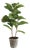 Fiddle Leaf Fig Potted 43" For Sale