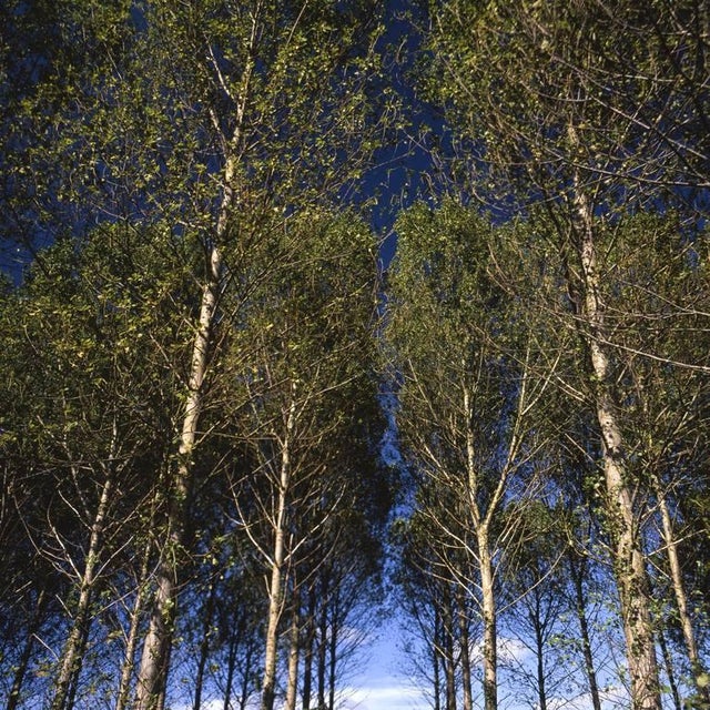 Contemporary Paul Cooklin, Walsham Le Willows II, C Type Photograph, Limited Edition of 10 For Sale - Image 3 of 3