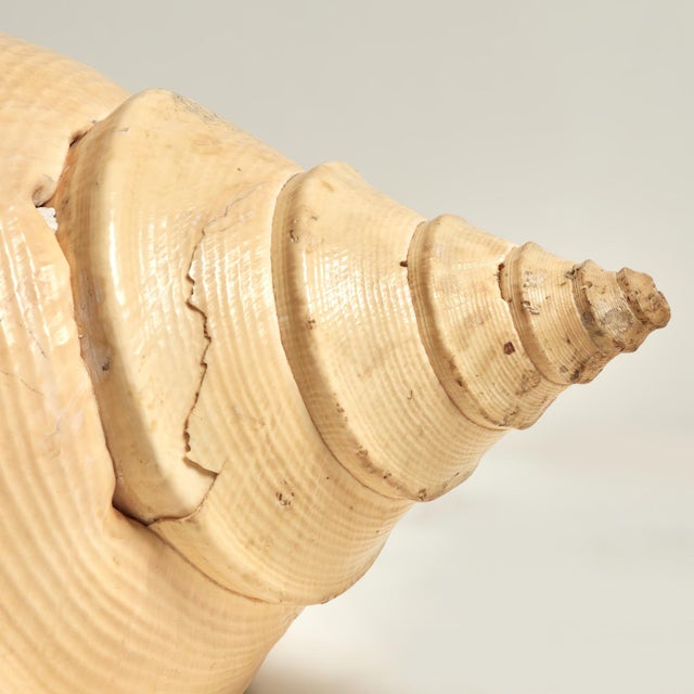 Large Syrinx Aranus Shell Specimen For Sale In West Palm - Image 6 of 10