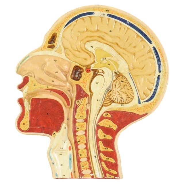 Vintage Human Head Cross Section Anatomy Model, 1950s For Sale