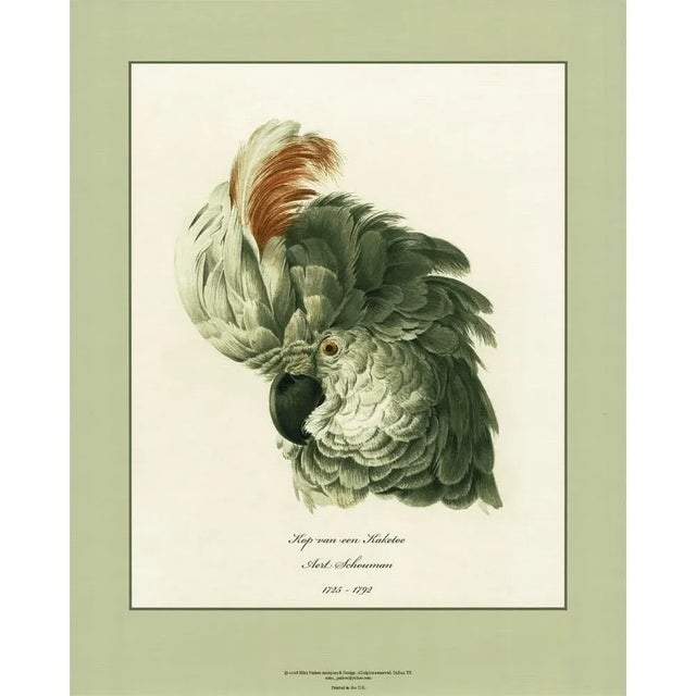 Printmaking Materials After 1750s Aert Schouman, Cockatoo Head Study, XL Print N2 For Sale - Image 7 of 8