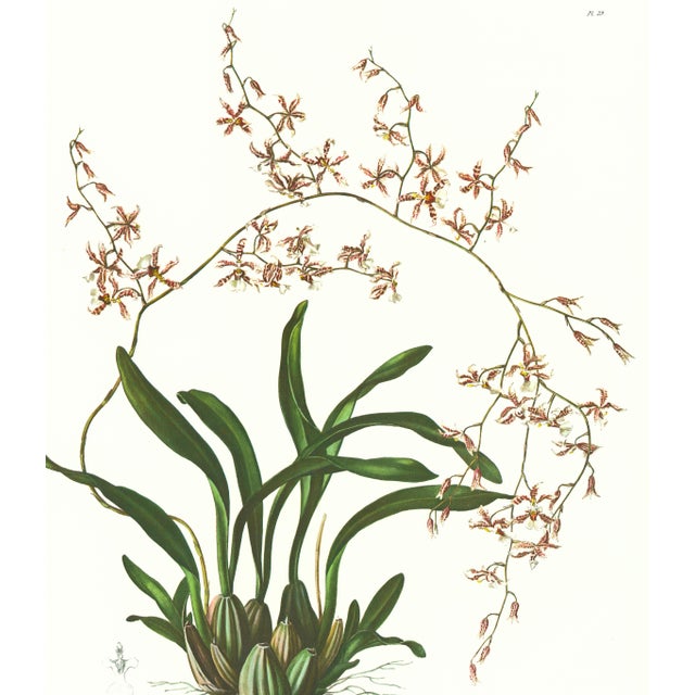 Limited edition reproduction print of one of the most famous botanical works ever produced, "The Orchidaceae of Mexico and...