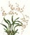 Limited edition reproduction print of one of the most famous botanical works ever produced, "The Orchidaceae of Mexico and...