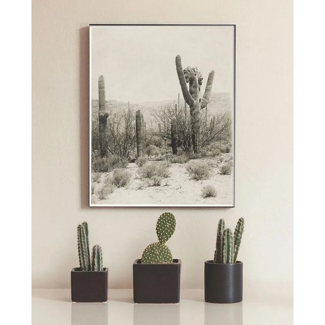 This Antique photograph circa Tuscon 1900 shows an expanse of giant Saguaro Cacti that exudes Southwest charm. A companion...