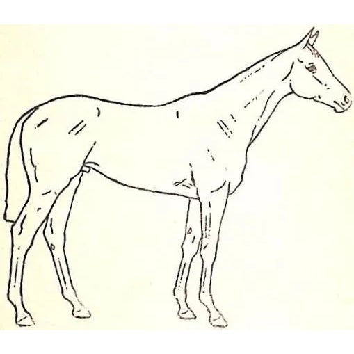 Traditional "The Racehorse: Conformation and Action" 1927 Ricketts, Lt-Col. p.e. For Sale - Image 3 of 5