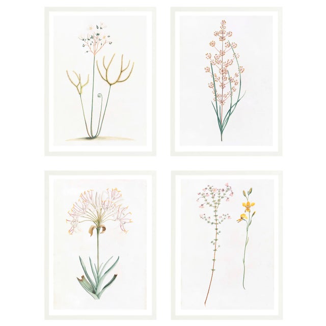 Celerie Kemble Curated Australian Botanical Set of 4 (36x48) in White Frame For Sale In Greensboro - Image 6 of 6