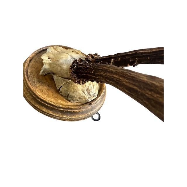 Roe Deer Trophy 175 Black Foret Antlers For Sale In Aspen - Image 6 of 6