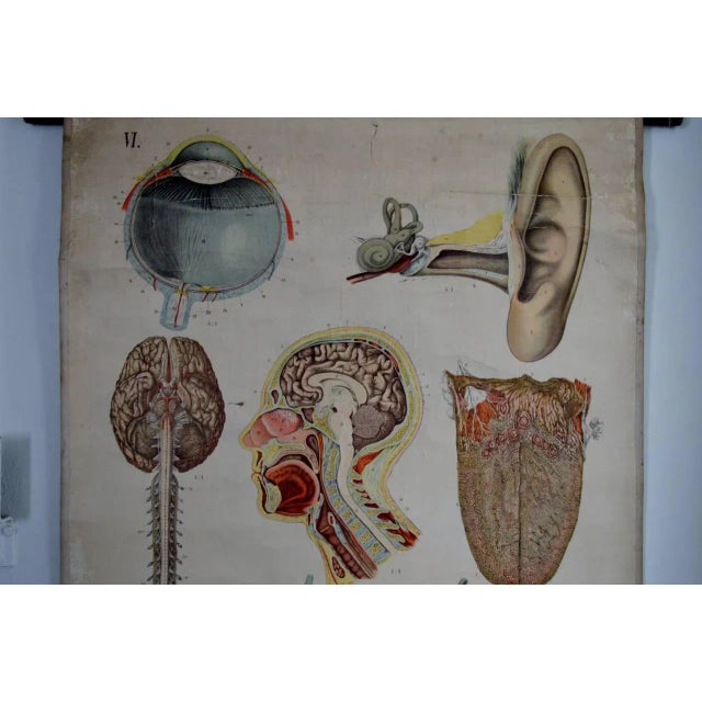 Vintage Swedish E. Hoelemann Antique Anatomical Chart For Sale - Image 4 of 7