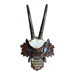 Chamois Goat Trophy Horns 176 Black Forest Decor For Sale